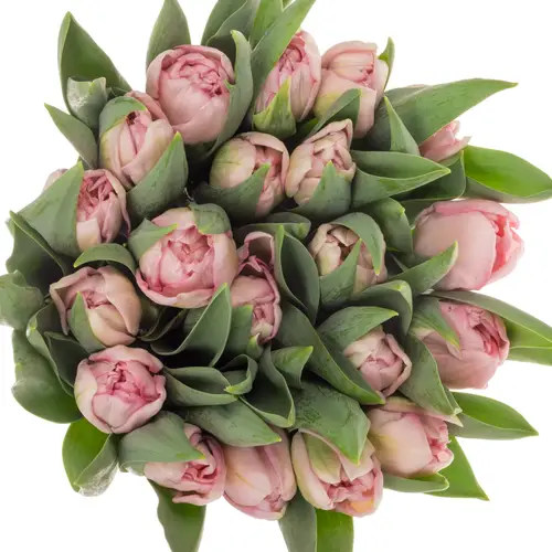 Tulpe rosa doppel Mariage Coas Tulip 44 Gramm