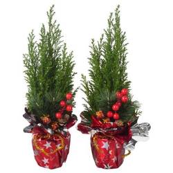 Chamaecyparis Ellwoodii PTK25111 T09 H032