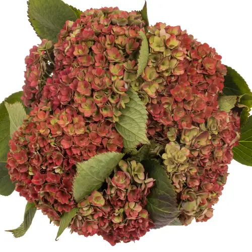 Hortensie rot/grün Royal Kiss classic Bol 21cm 65cm