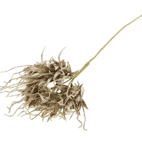 Spinnen-Nelke auf stab champagne L55cm D10cm