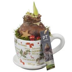 Amaryl.Arr PTACH5812 rote Bl. Weihnachten T11 H022