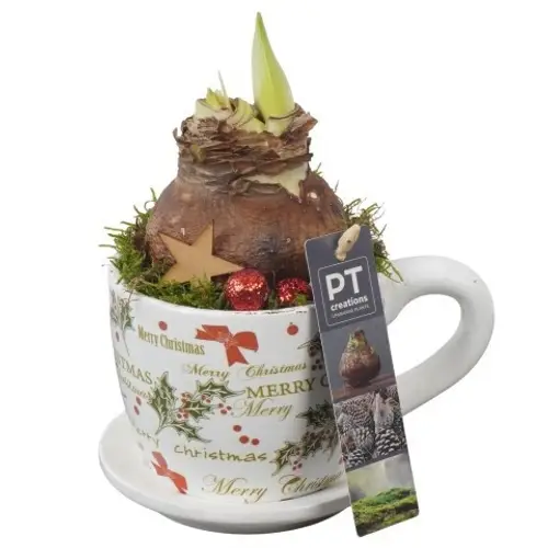 Amaryl.Arr PTACH5812 rote Bl. Weihnachten T11 H022