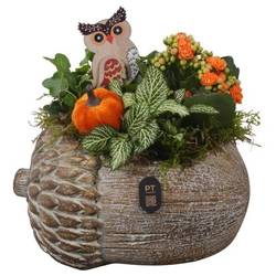 Kal.Arr PTHI3272 Herbst T22 H022