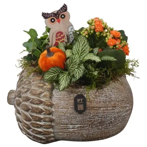 Kal.Arr PTHI3272 Herbst T22 H022