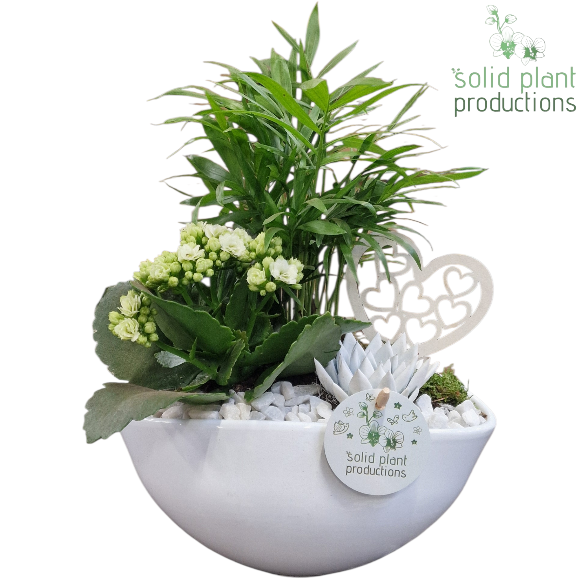 Chamaed.Arr Evelyn weiss CE005 WV T22 H035