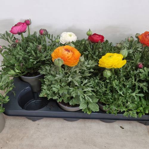 Ranunkel mix T12 H020