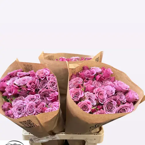 Rosa Freiland lila Lavender Domino 2+Blüte 50cm