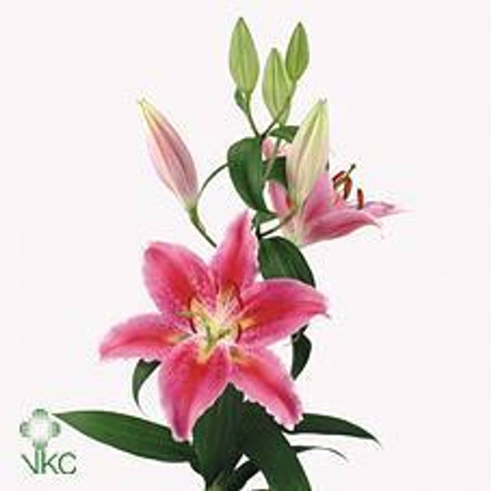 Lilie orientalisch rosa Canberra 4+Blüte 80cm