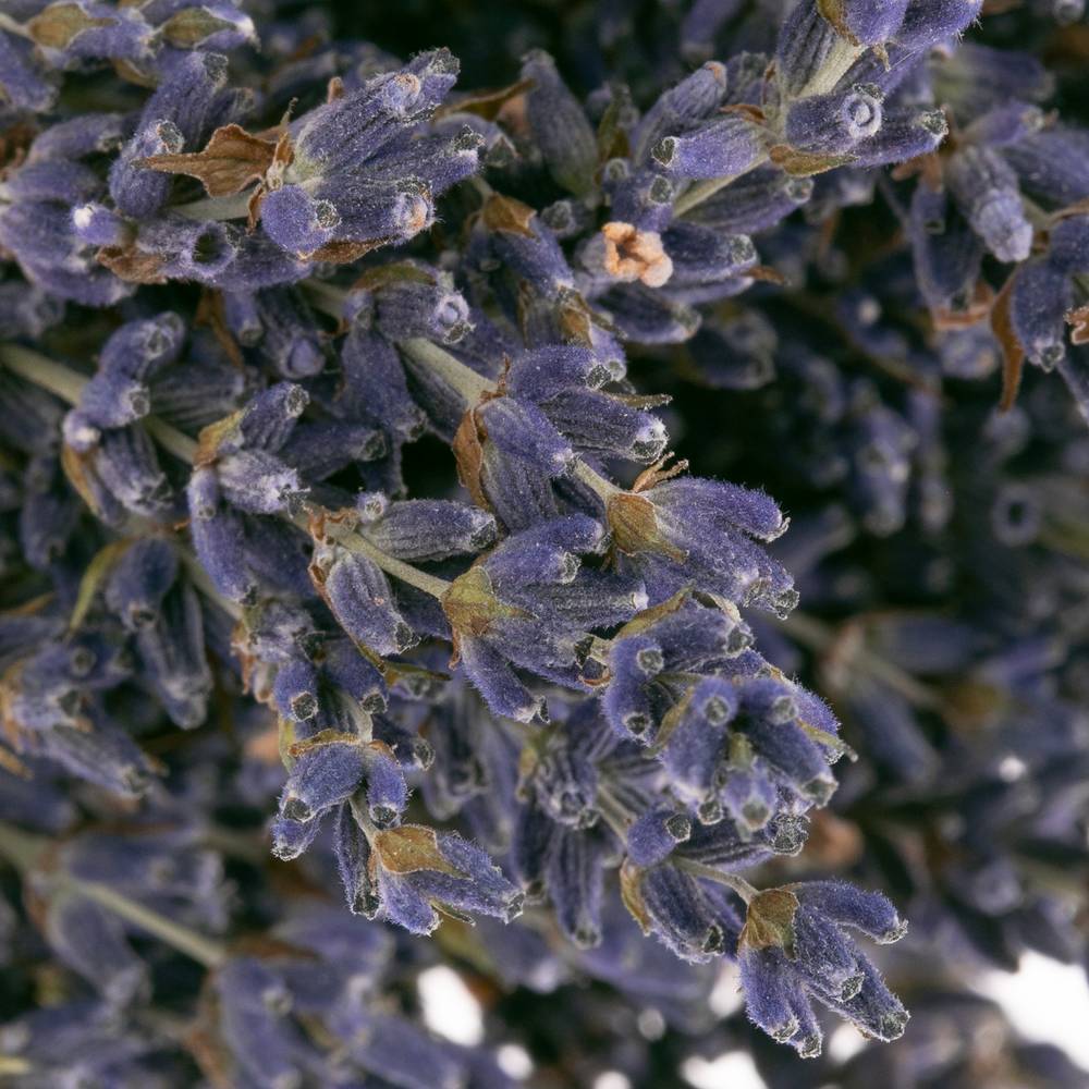 Trocken Lavendel Bl.Frankreich