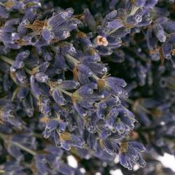 Trocken Lavendel Bl.Frankreich
