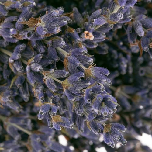 Trocken Lavendel Bl.Frankreich