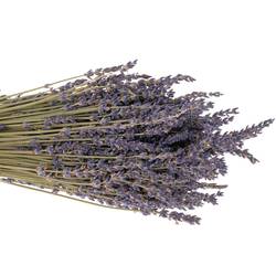 Trocken Lavendel Bl.Frankreich