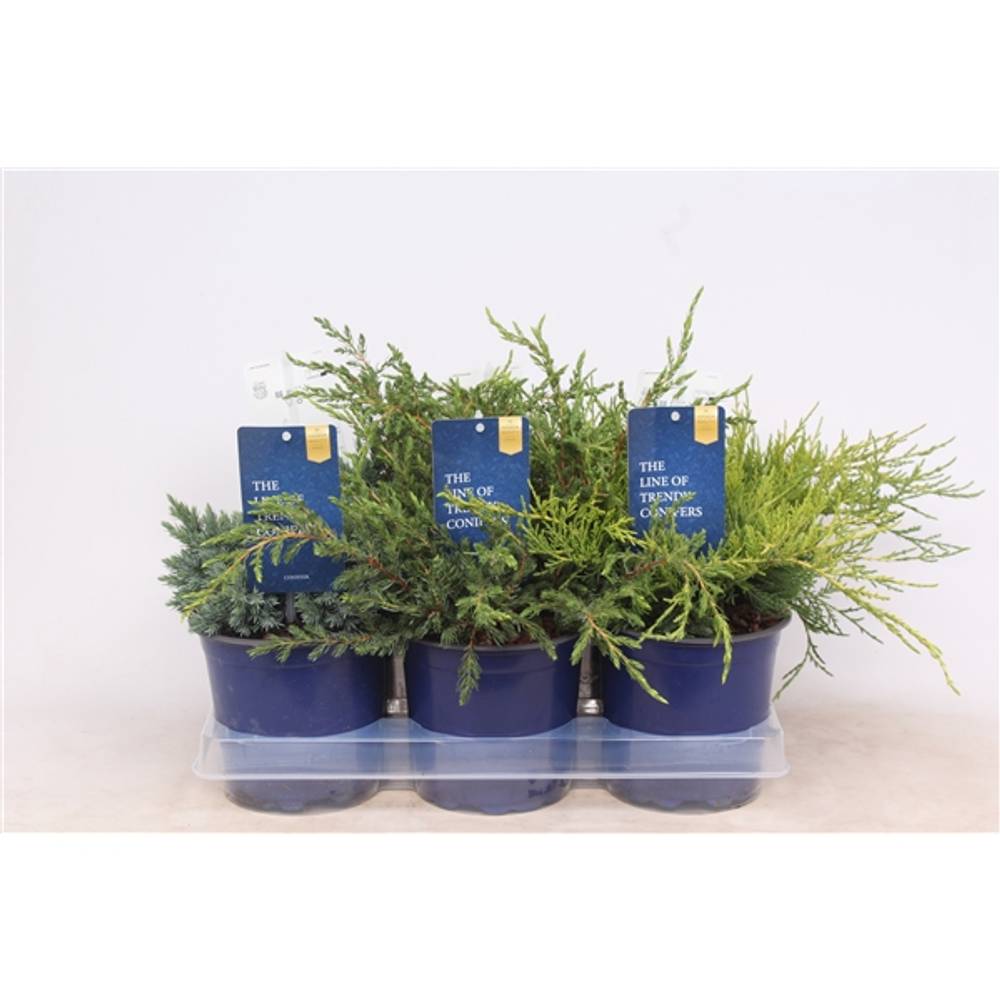 Juniperus mix T15 H25