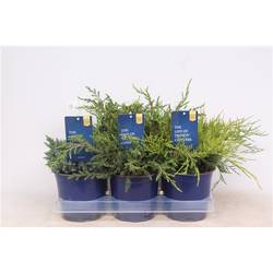 Juniperus mix T15 H25