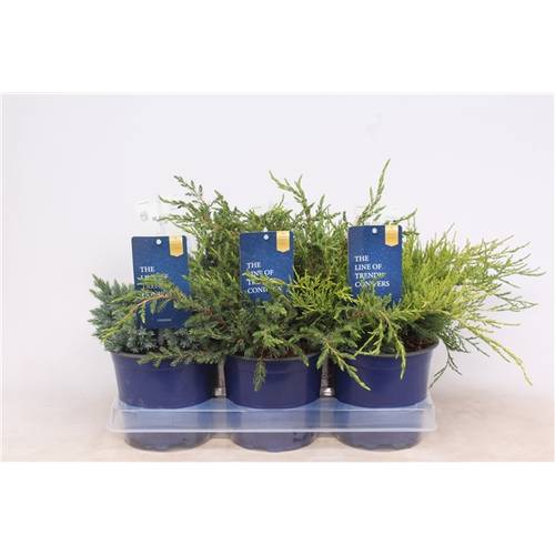 Juniperus mix T15 H25