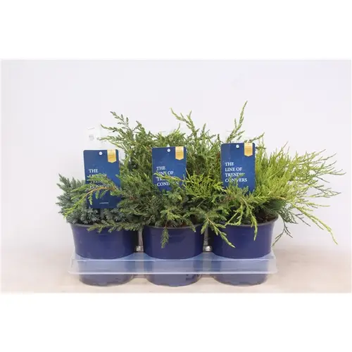 Juniperus mix T15 H25