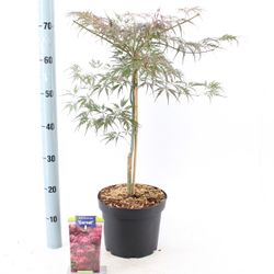 Acer Pal. Garnet T23 H50