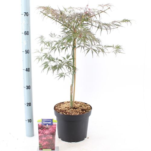 Acer Pal. Garnet T23 H50