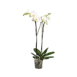 Phal.2-R weiss King T15 H090