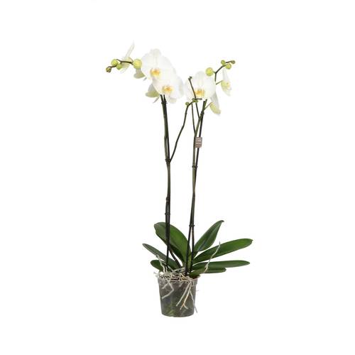 Phal.2-R weiss King T15 H090