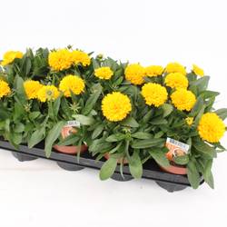 Coreopsis Golden T13 H25