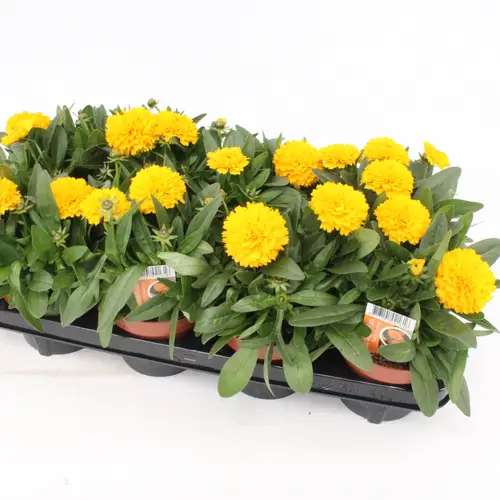 Coreopsis Golden T13 H25