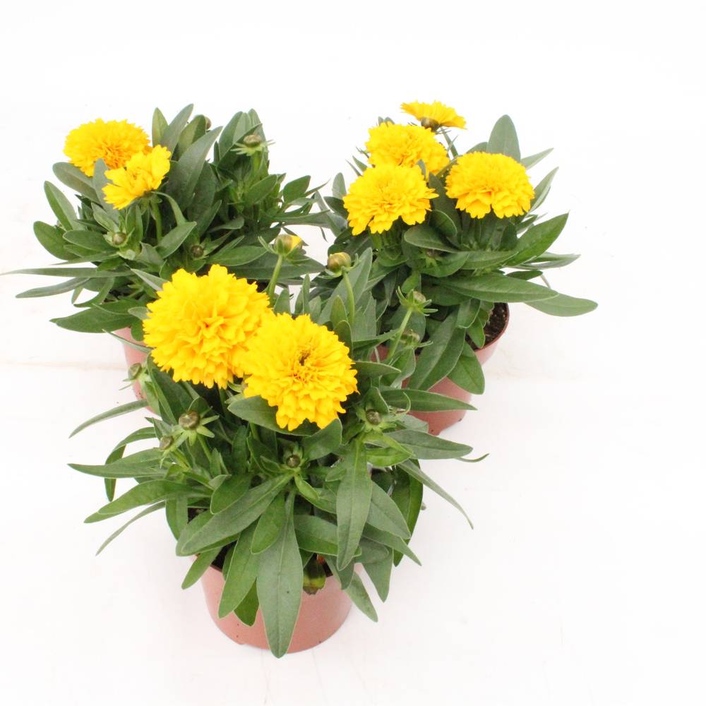 Coreopsis Golden T13 H25