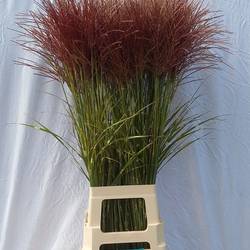Ziergras terrakotta Zebrinus 100cm