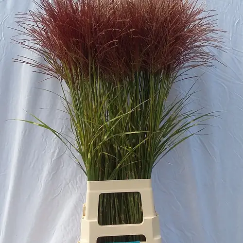 Ziergras terrakotta Zebrinus 100cm