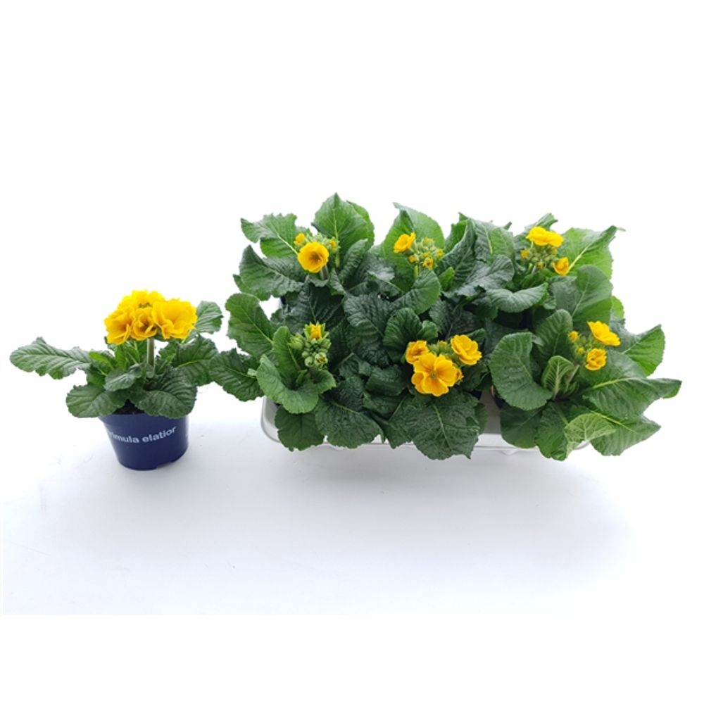Primula Veris Gold T12 H020