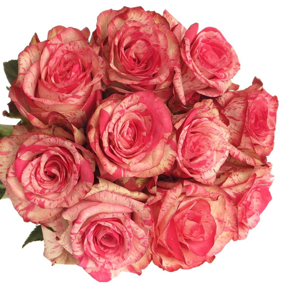 Rose dunkel rosa/creme Barracuda 35cm