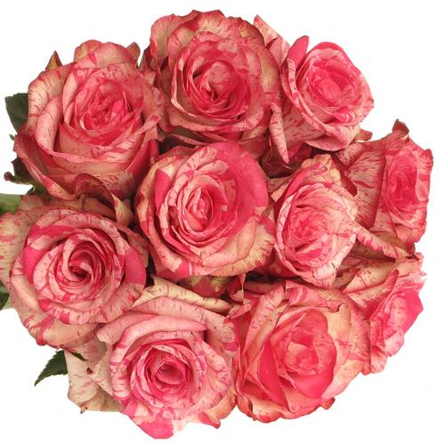 Rose dunkel rosa/creme Barracuda 35cm