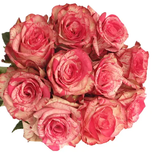 Rose dunkel rosa/creme Barracuda 35cm