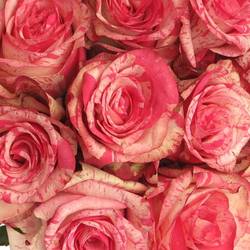 Rose dunkel rosa/creme Barracuda 35cm