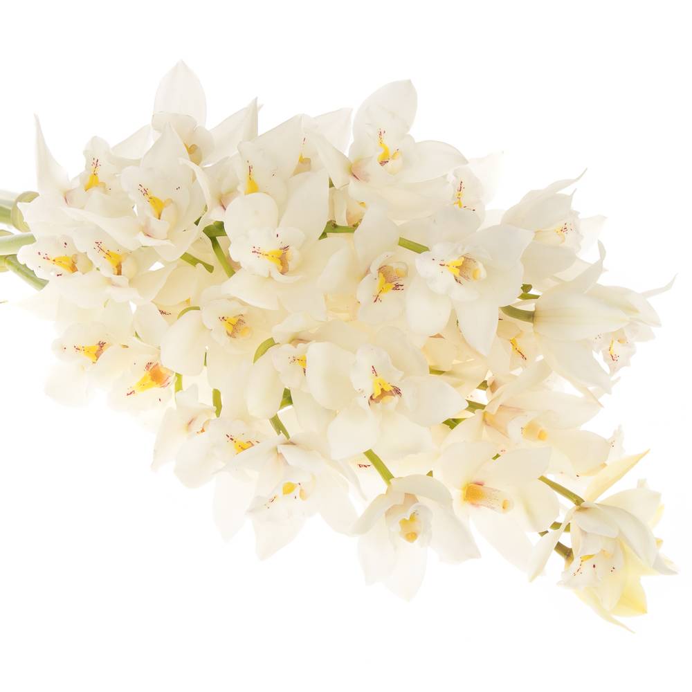 Mini Cymbidium weiss Margot 40cm 8+Blüte