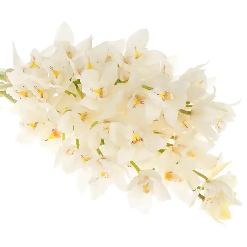 Mini Cymbidium weiss Margot 40cm 8+Blüte