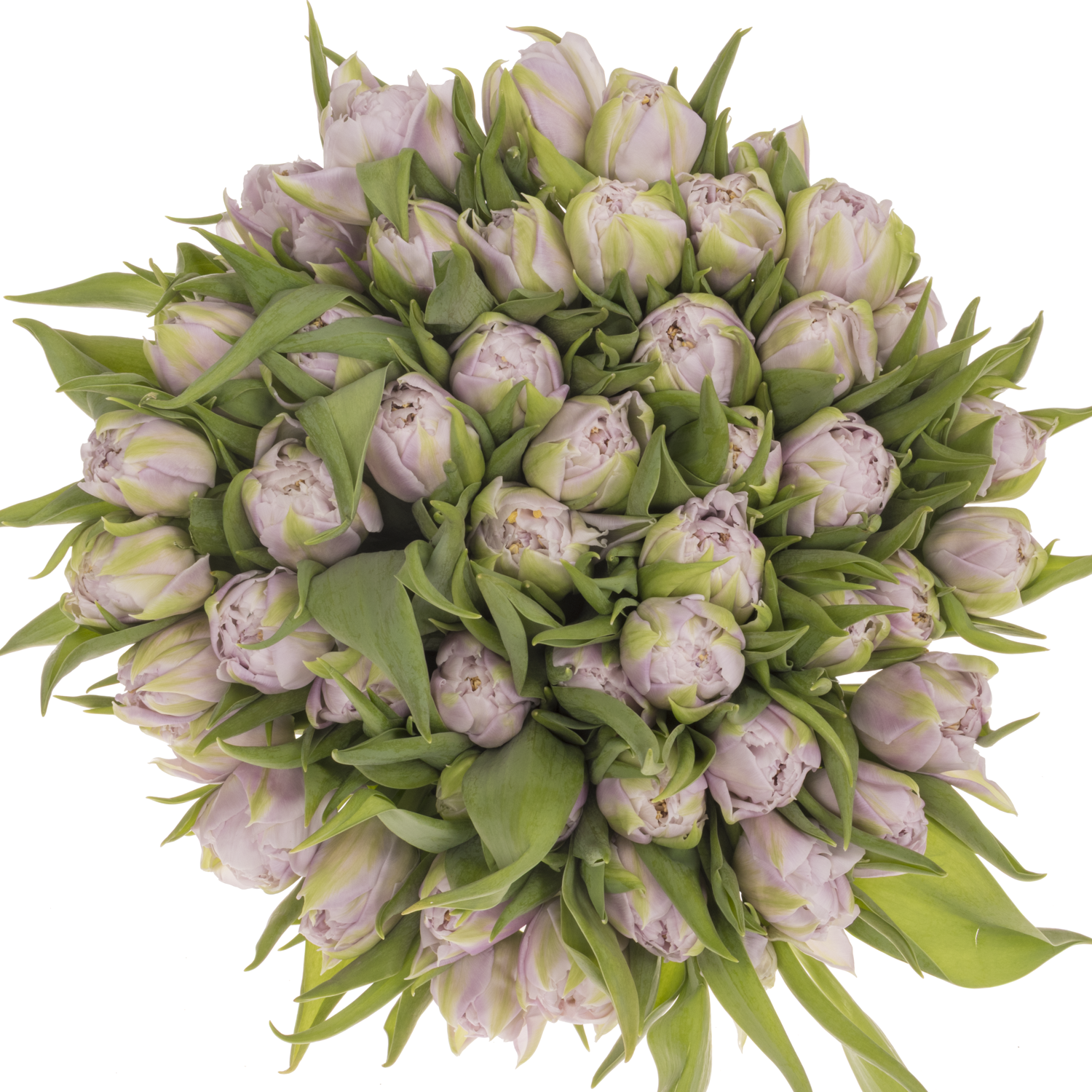 Tulpe milka/lila doppel Soft Price 38 Gramm