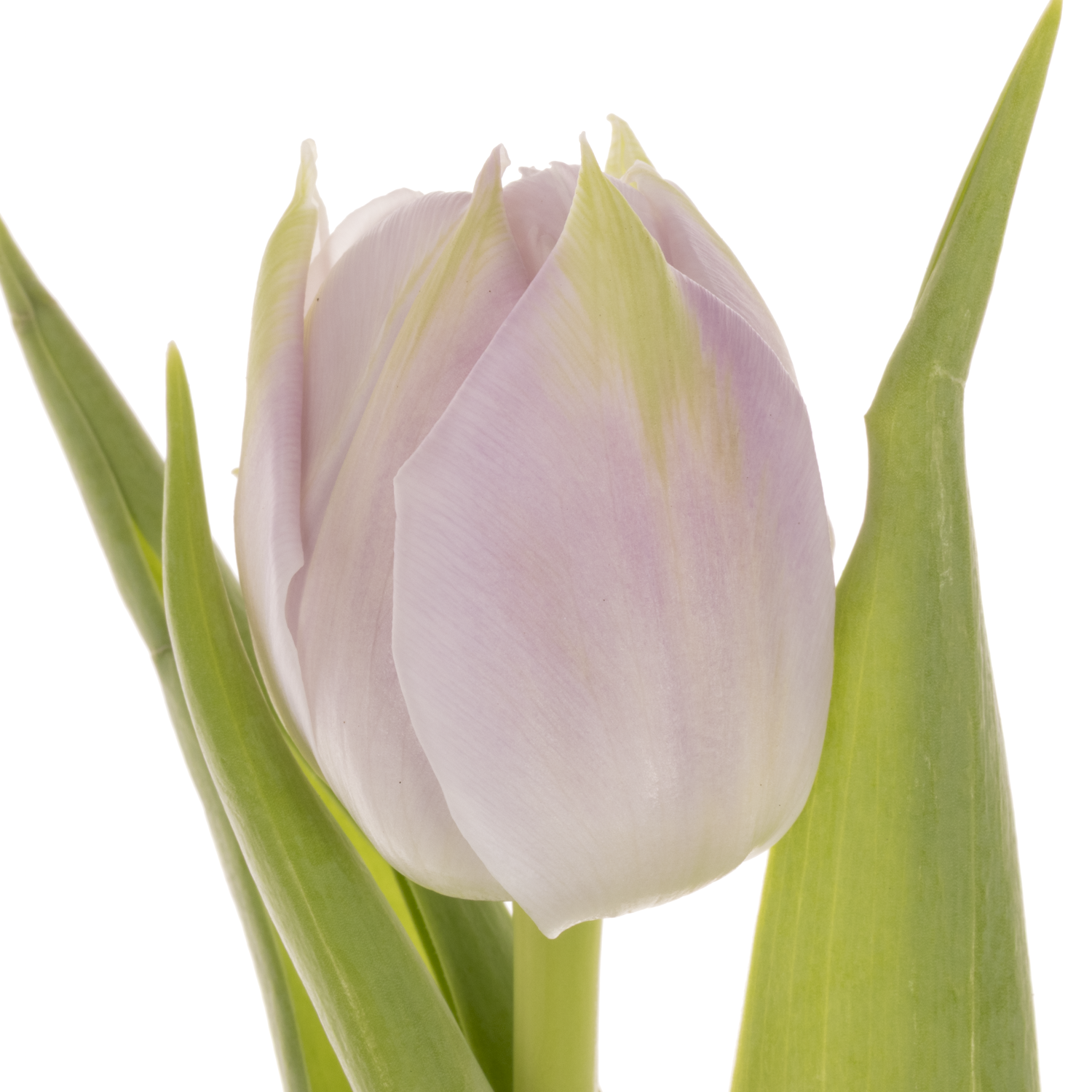 Tulpe milka/lila doppel Soft Price 38 Gramm