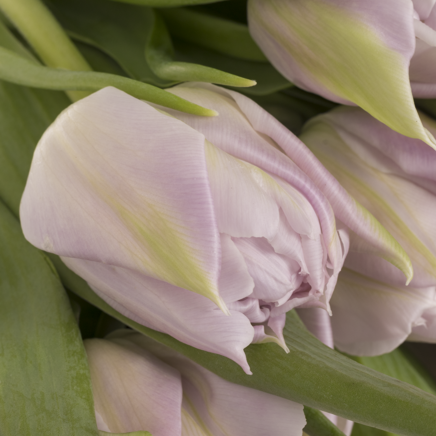 Tulpe milka/lila doppel Soft Price 38 Gramm