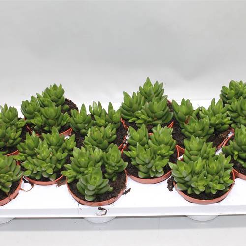Crassula Ben T10 H16