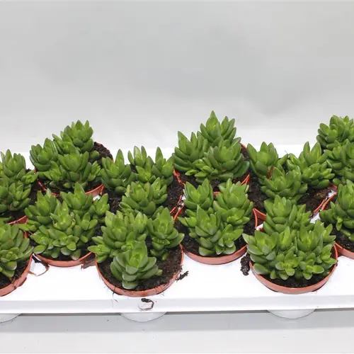 Crassula Ben T10 H16