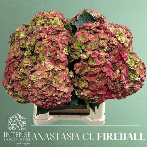 Hortensie rot/grün Anastasia cl Bol 16cm 40cm