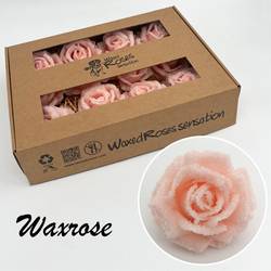 Seiden Wachs Rose eisig lachs