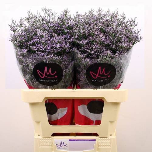 Limonium lila Skylight 20Gramm 60cm