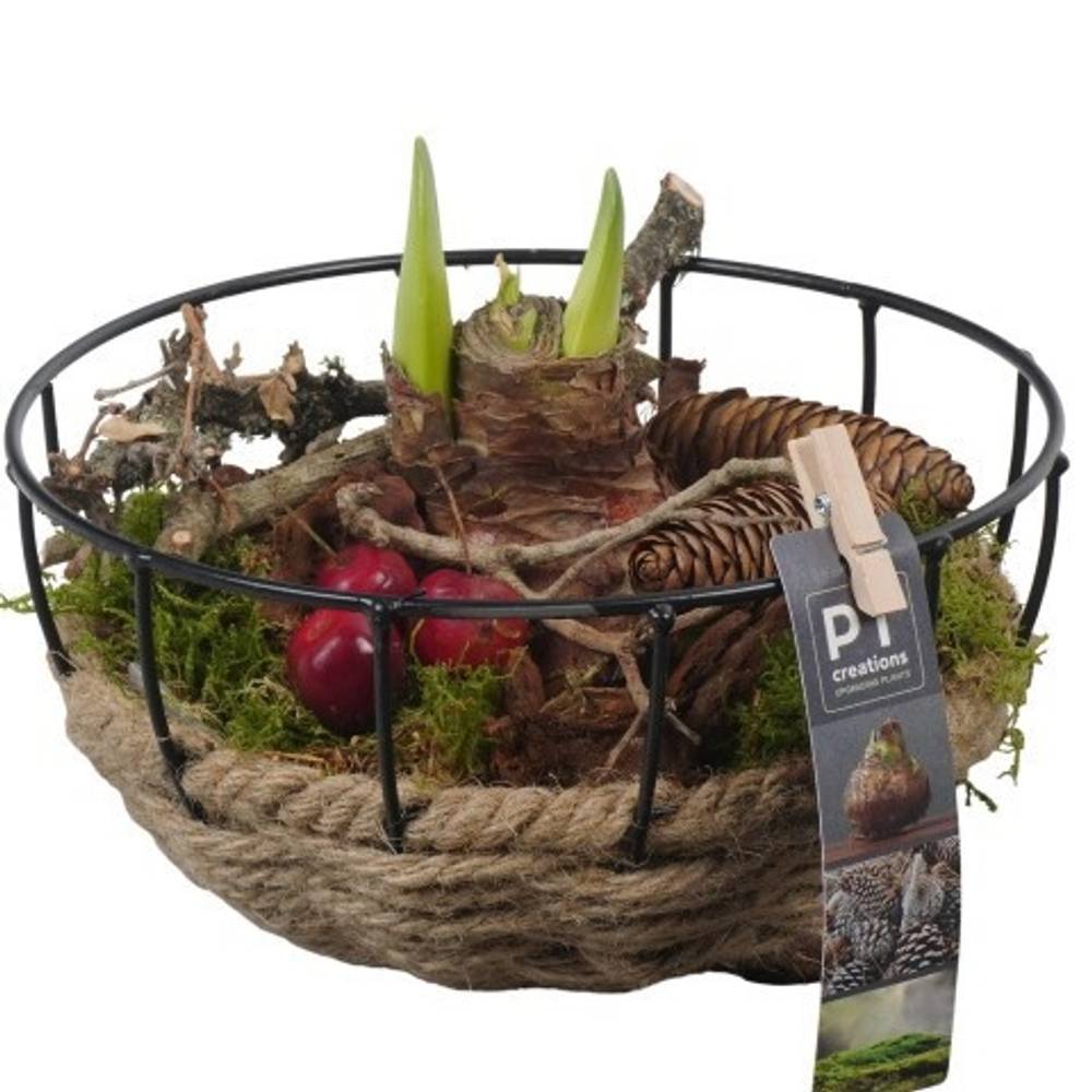 Amaryl.Arr PTAA7559 Herbst T20 H018