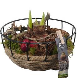 Amaryl.Arr PTAA7559 Herbst T20 H018