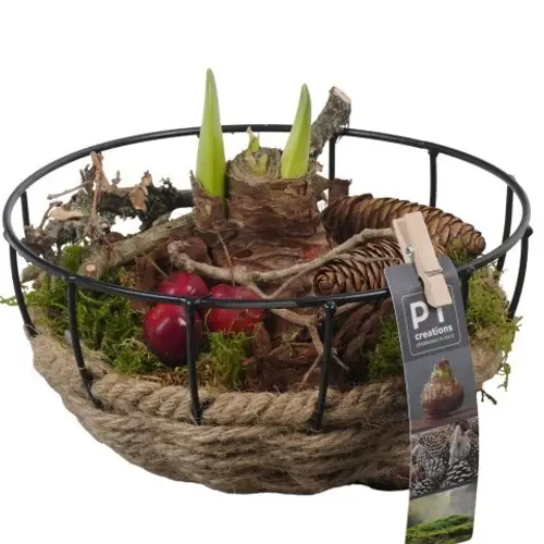 Amaryl.Arr PTAA7559 Herbst T20 H018