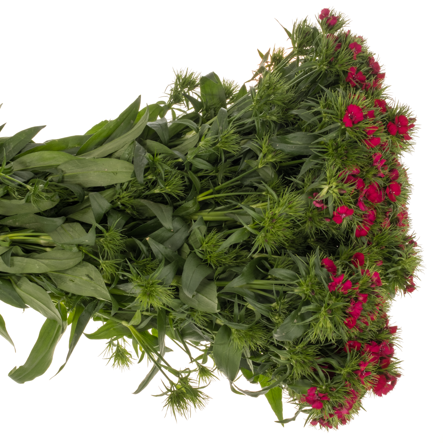 Bartnelke fuchsia Sweet Cherry 65cm