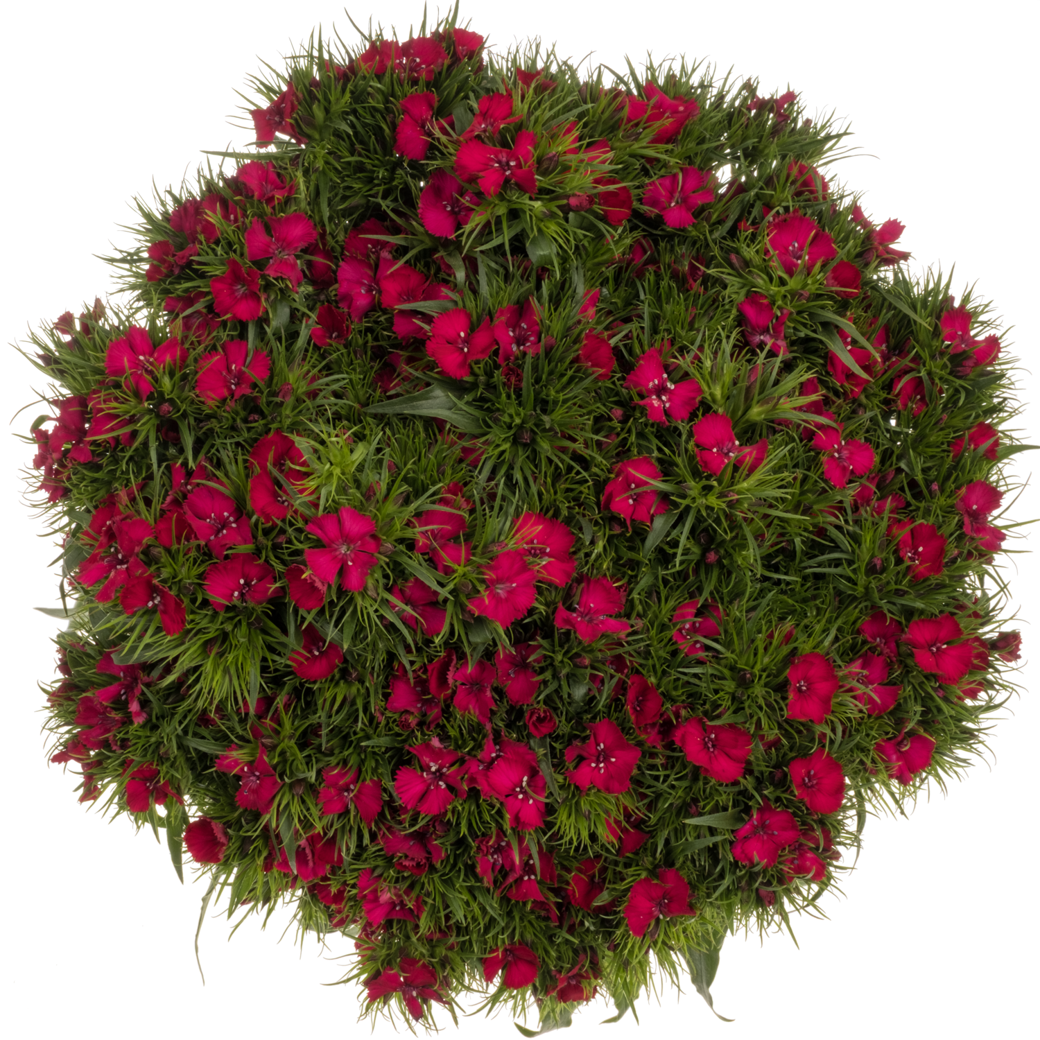Bartnelke fuchsia Sweet Cherry 65cm