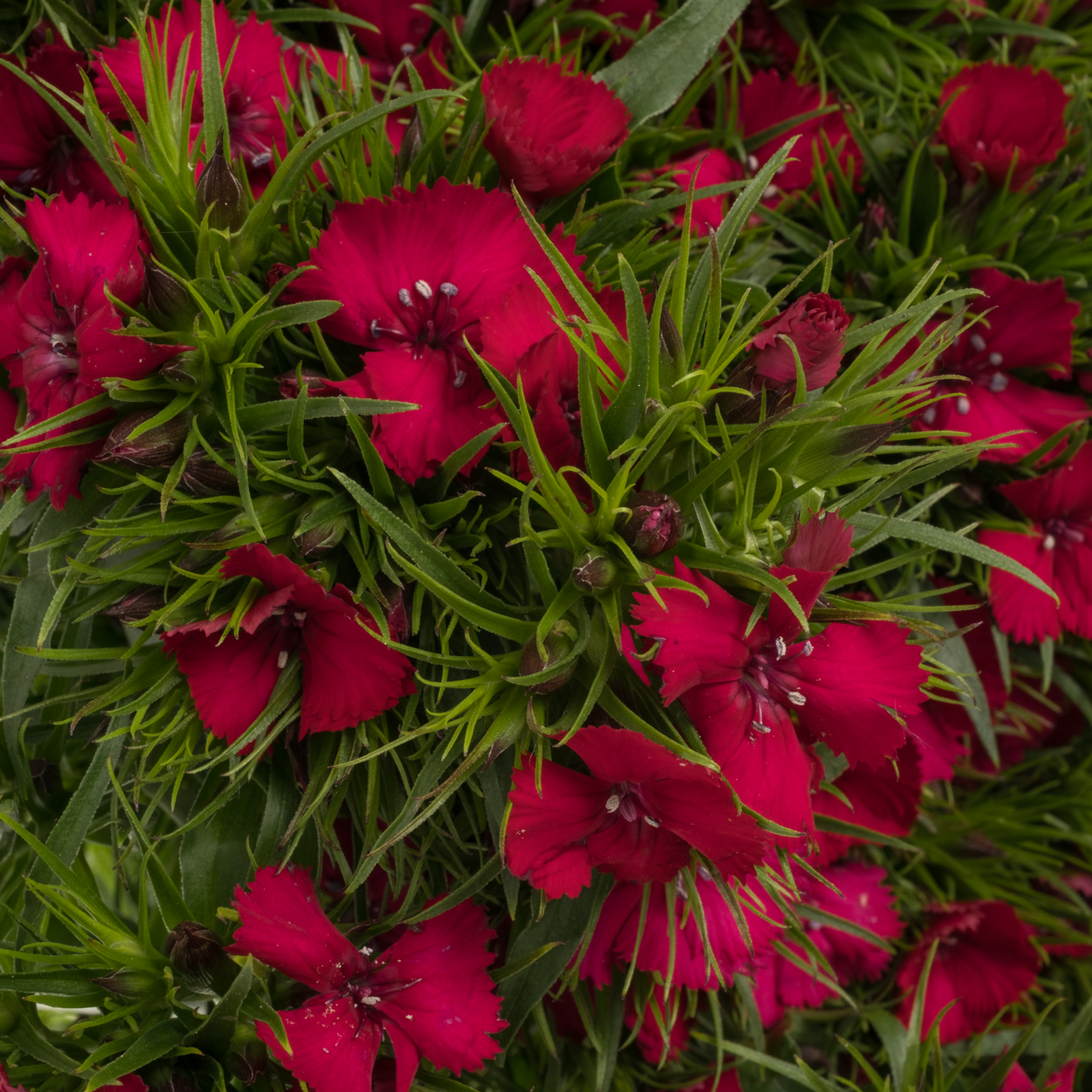 Bartnelke fuchsia Sweet Cherry 65cm